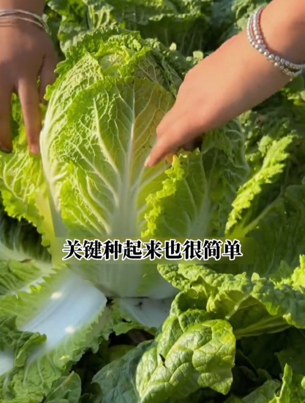 优质大白菜品种,一颗重达18斤,抗旱耐热,是夏季种植首选!