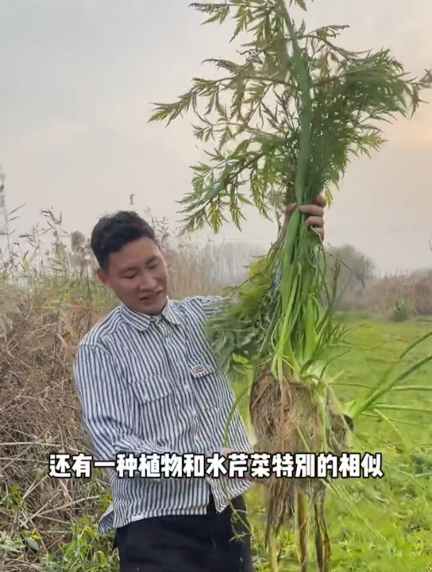 教大家如何区分水芹菜和毒芹菜,大家在采摘的时候一定要学会区分