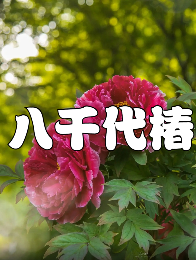 八千代椿的叶子微微泛红,花开温润如玉,给人清新淡雅的感觉