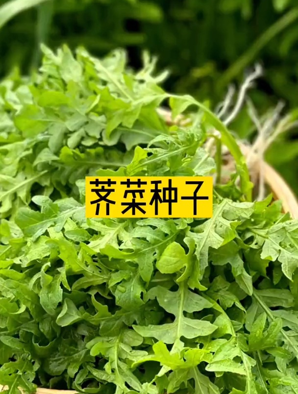 年年挖荠菜,却不知道它长什么样?教你从“细节”上辨认!