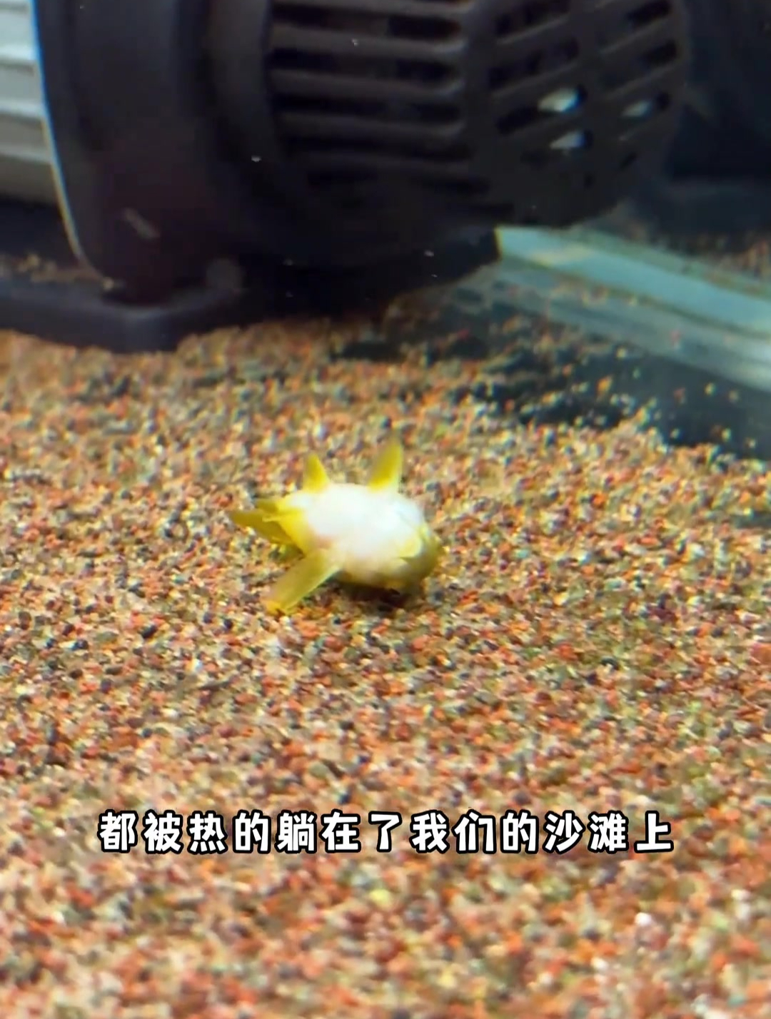 鼠鱼最怕夏天了可怜了我的鱼