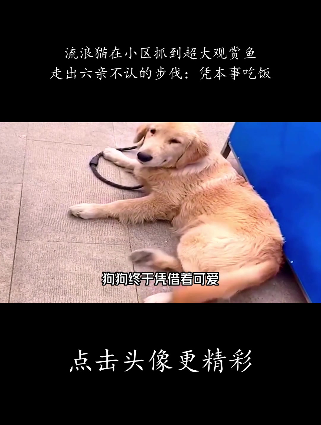 流浪猫在小区抓到超大观赏鱼,走出六亲不认的步伐:凭本事吃饭