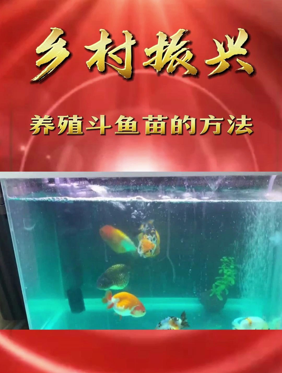 「乡村振兴」养殖斗鱼苗的方法