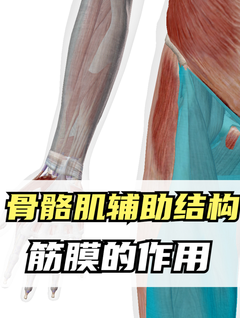 骨骼肌的辅助机构,筋膜的作用,保护以及肌肉之间的摩擦
