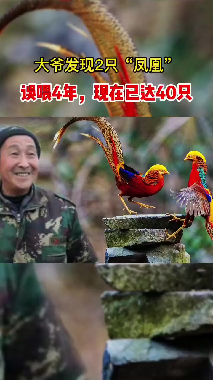 中国独有的红腹锦鸡,传说中凤凰的现实版,太罕见了!