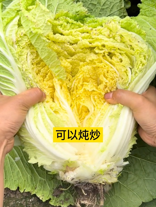 闻名古今内外的“大白菜”,与普通白菜有什么区别?看看就知道!