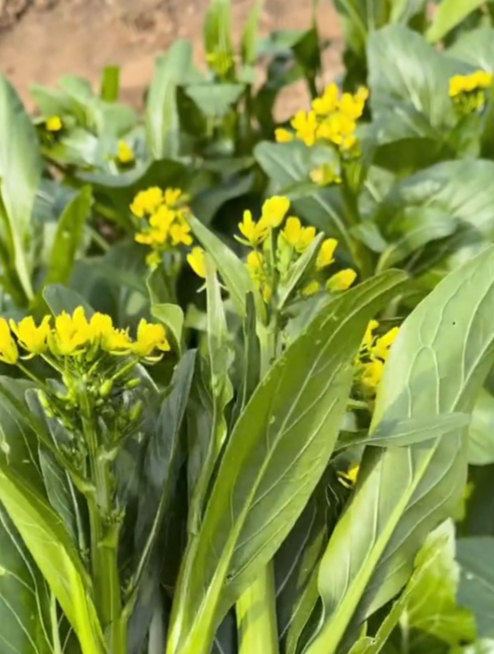 一挤就汁水四溅的“四九菜心”,比小油菜更香脆,还没吃过可惜了!
