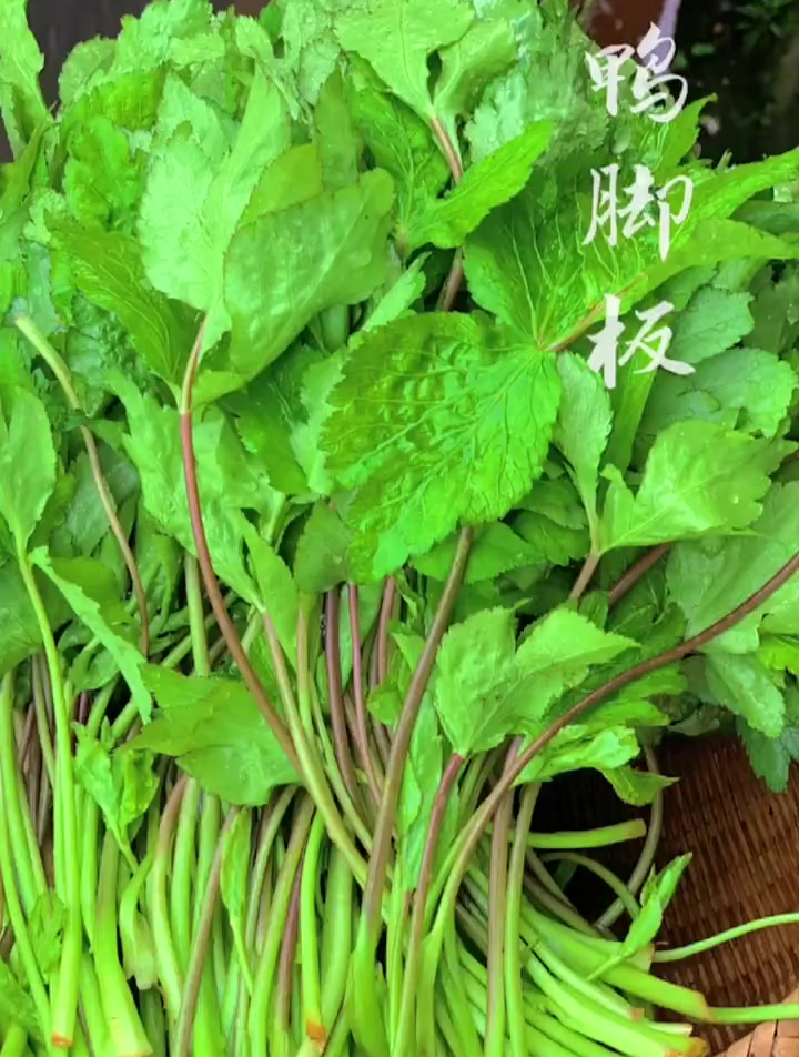 湘西特色野菜我们叫“鸭脚板”你们那里有吃这个菜吗?