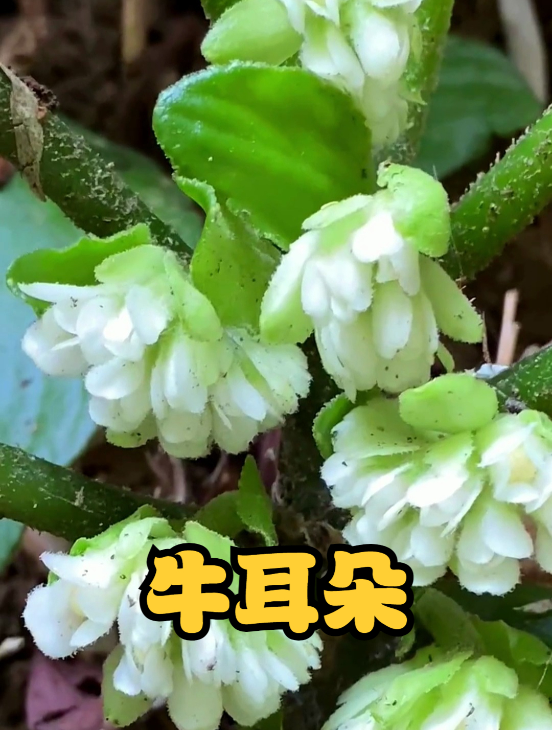 牛耳朵也叫“岩青菜”,你知道它的价值吗?