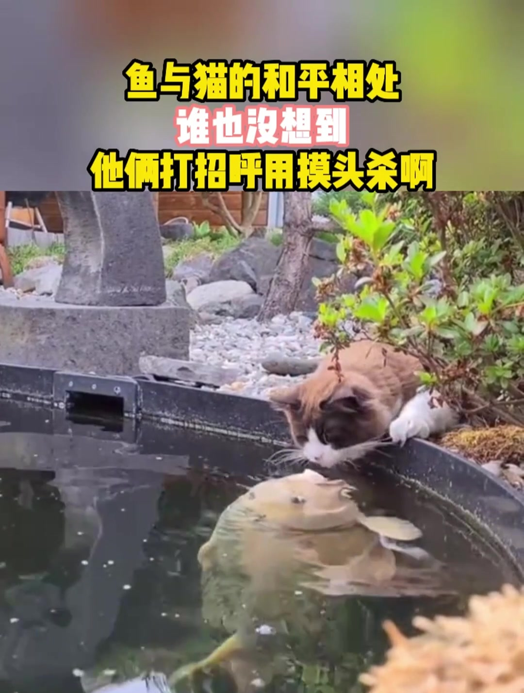 猫和鱼之间,竟然还有如此和谐的画面,属实是不科学呀