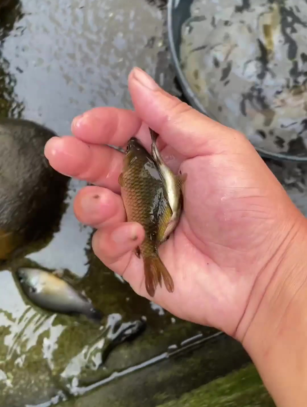 庭院鱼池 养鱼日记
