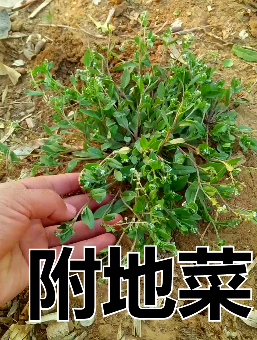 植物科普:附地菜,具有温中健胃消肿,止痛止血等功效