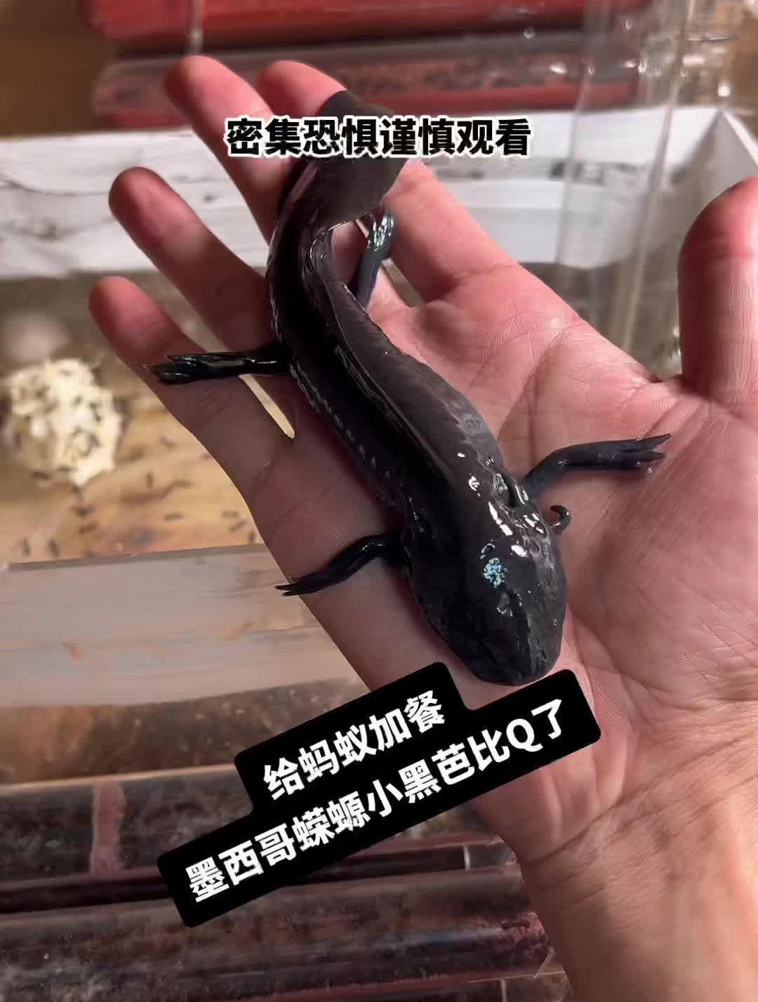 墨西哥六角恐龙鱼小黑莫名其妙芭比Q了,这个不是保护动物啊!