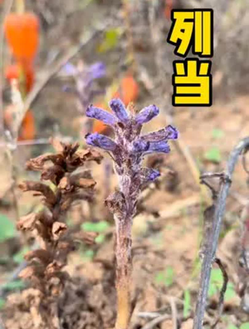 真的太意外了,居然在中原地区见到了传说中的小苁蓉,列当