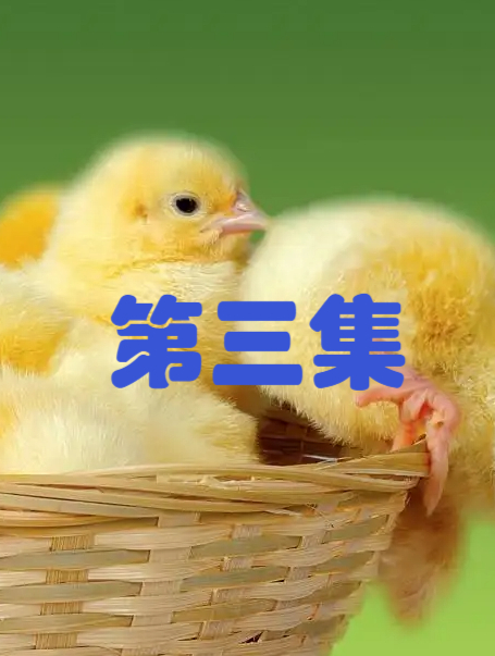 网上花250买白孔雀,结果收到1000多只小鸡,网友:山鸡变凤凰