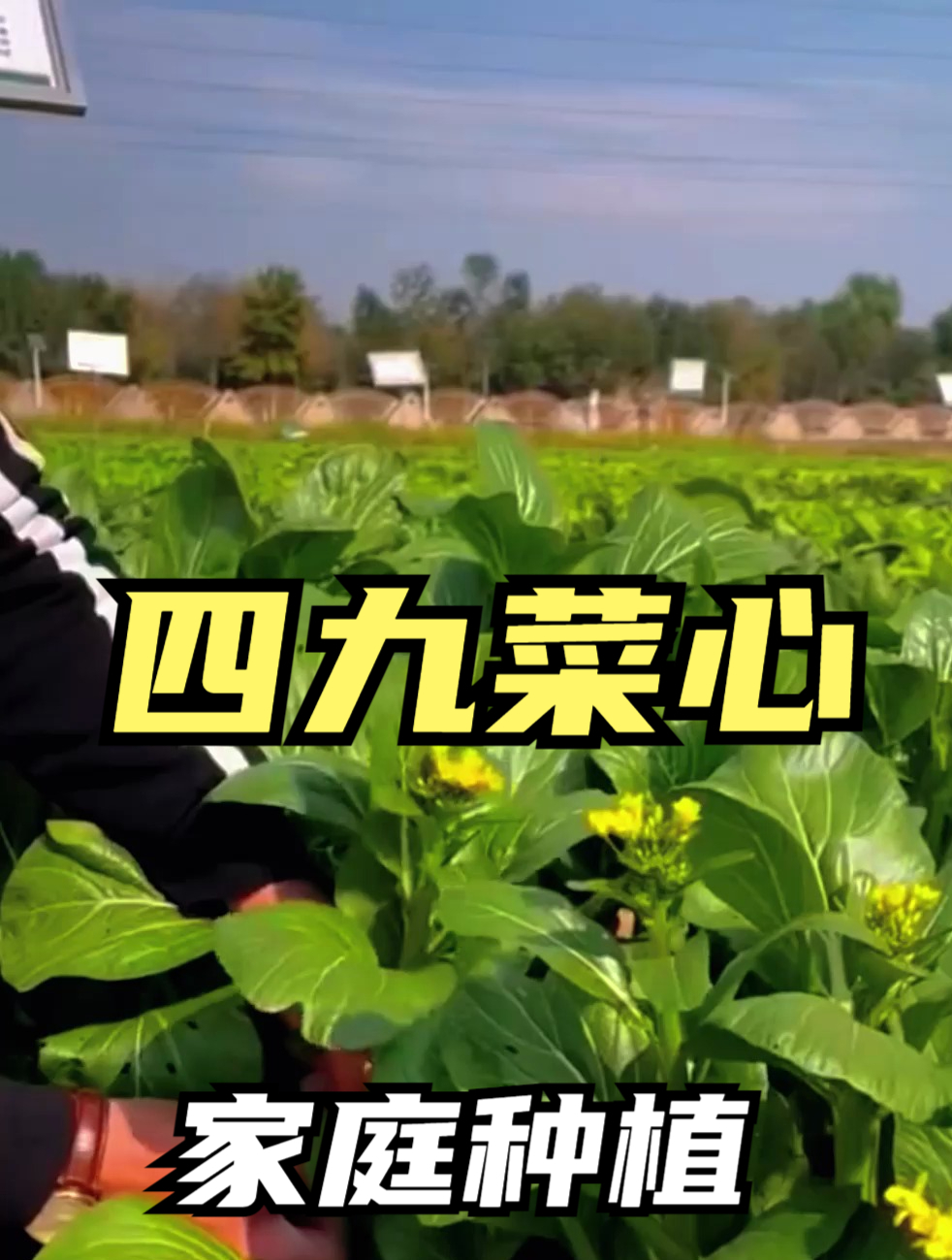 广东名菜“四九菜心”,既能吃菜又能赏花,不易生虫好管理!