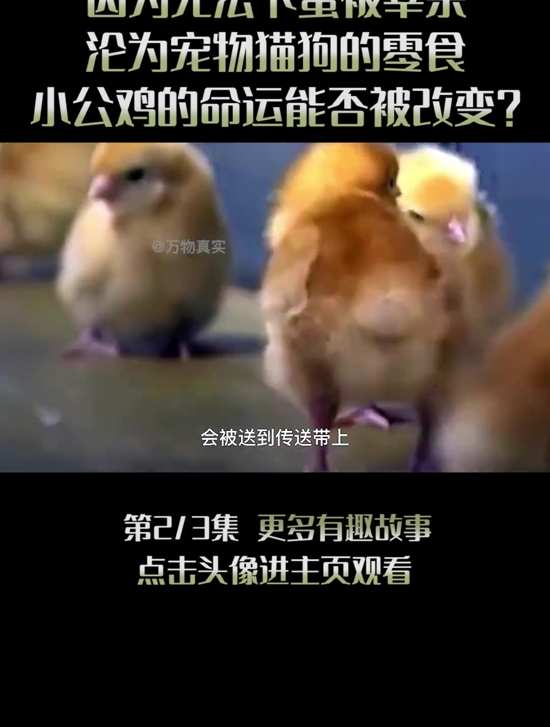 每年有70亿只小公鸡,刚出生就被杀死,只能沦为宠物的零食(2)