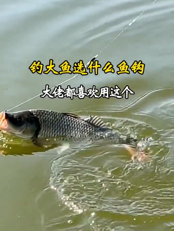 伊势尼没你想的那么好!这种鱼钩野钓才实用,大小兼顾不跑鱼!