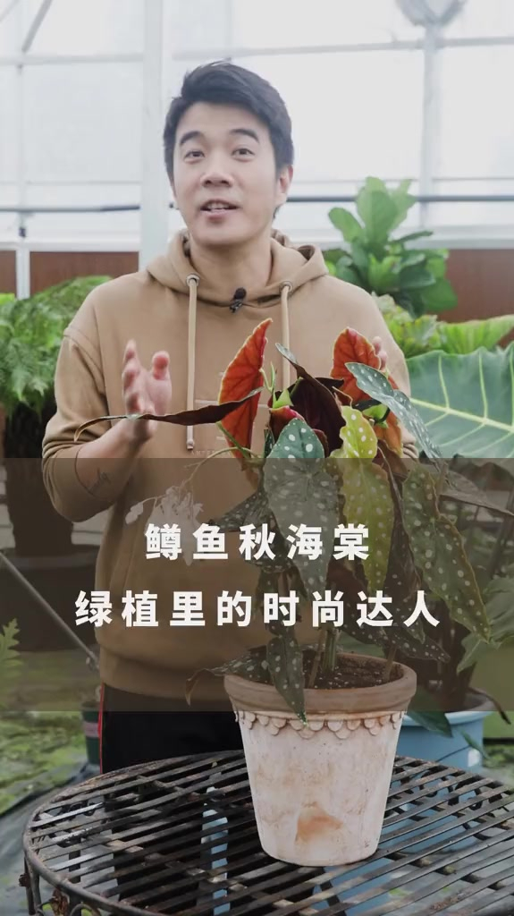 鳟鱼秋海棠,绿植里的时尚达人