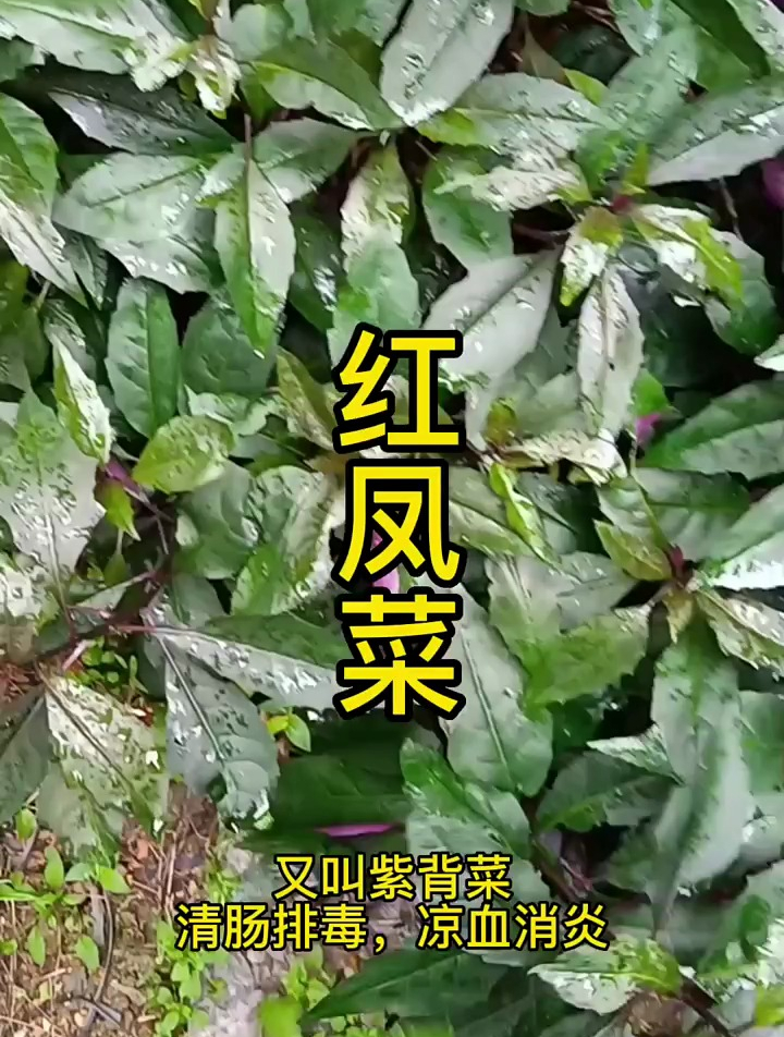 红凤菜凉血补血,润肠排毒