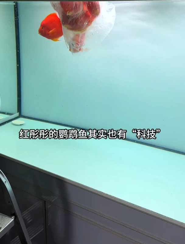 鹦鹉鱼竟然还有“高科技”?你知道这是怎么回事吗!