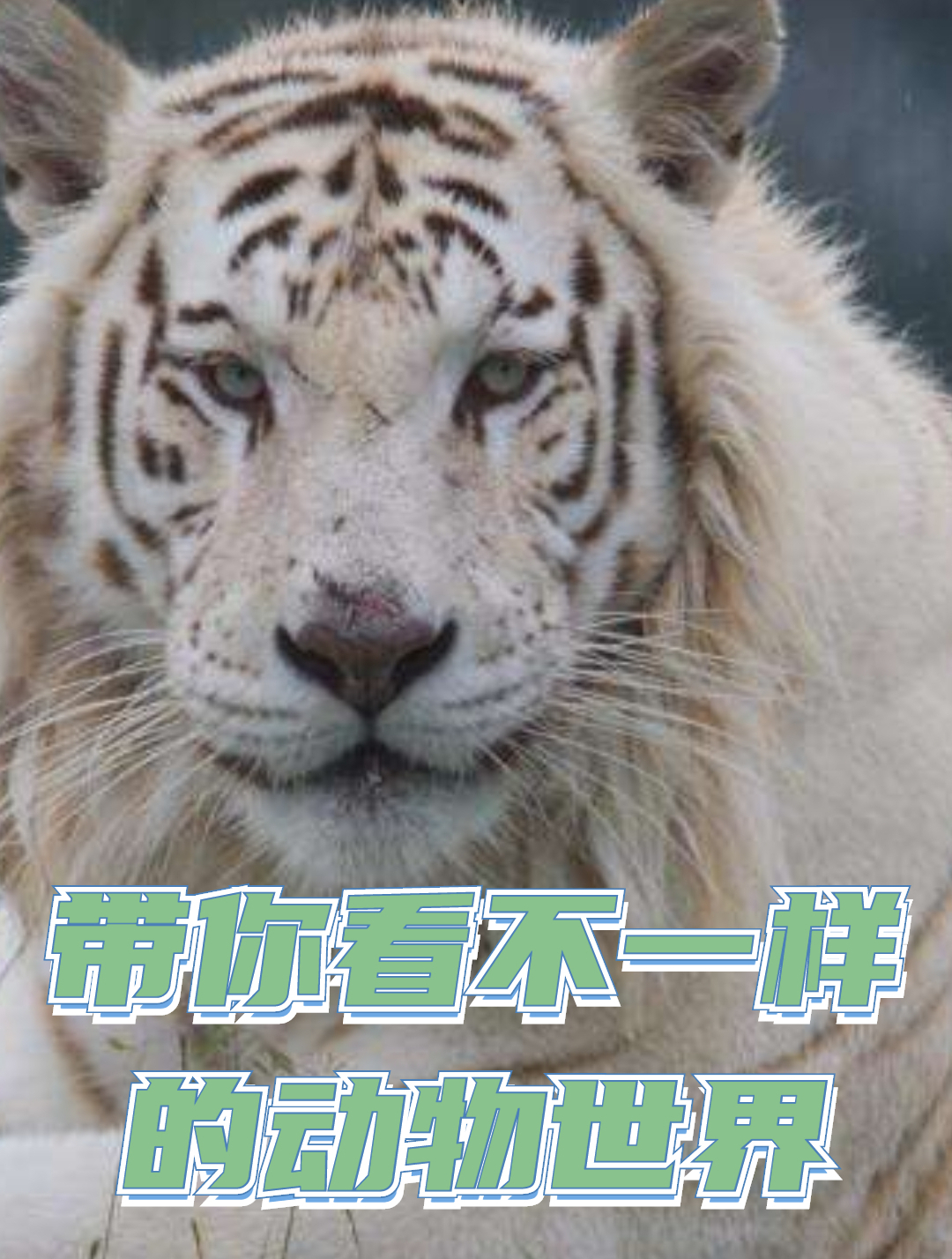 企鹅到底有多顾家?多次逃脱恐怖的猎手,受再重的伤也坚持回家3
