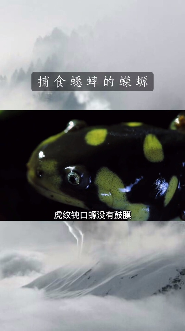 捕食蟋蟀的蝾螈,奇趣自然