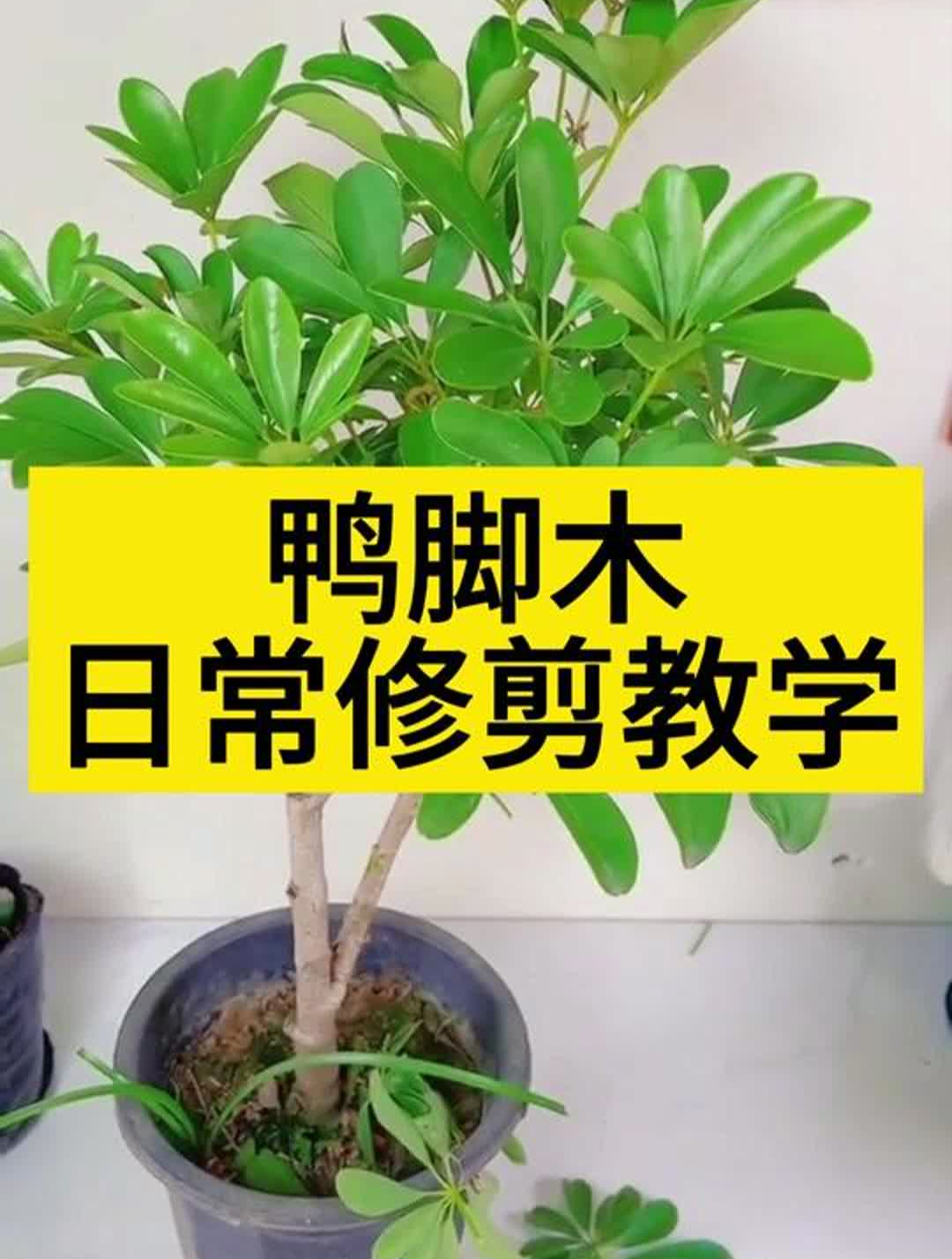 鸭脚木日常修剪教学,花友们快来学习一下