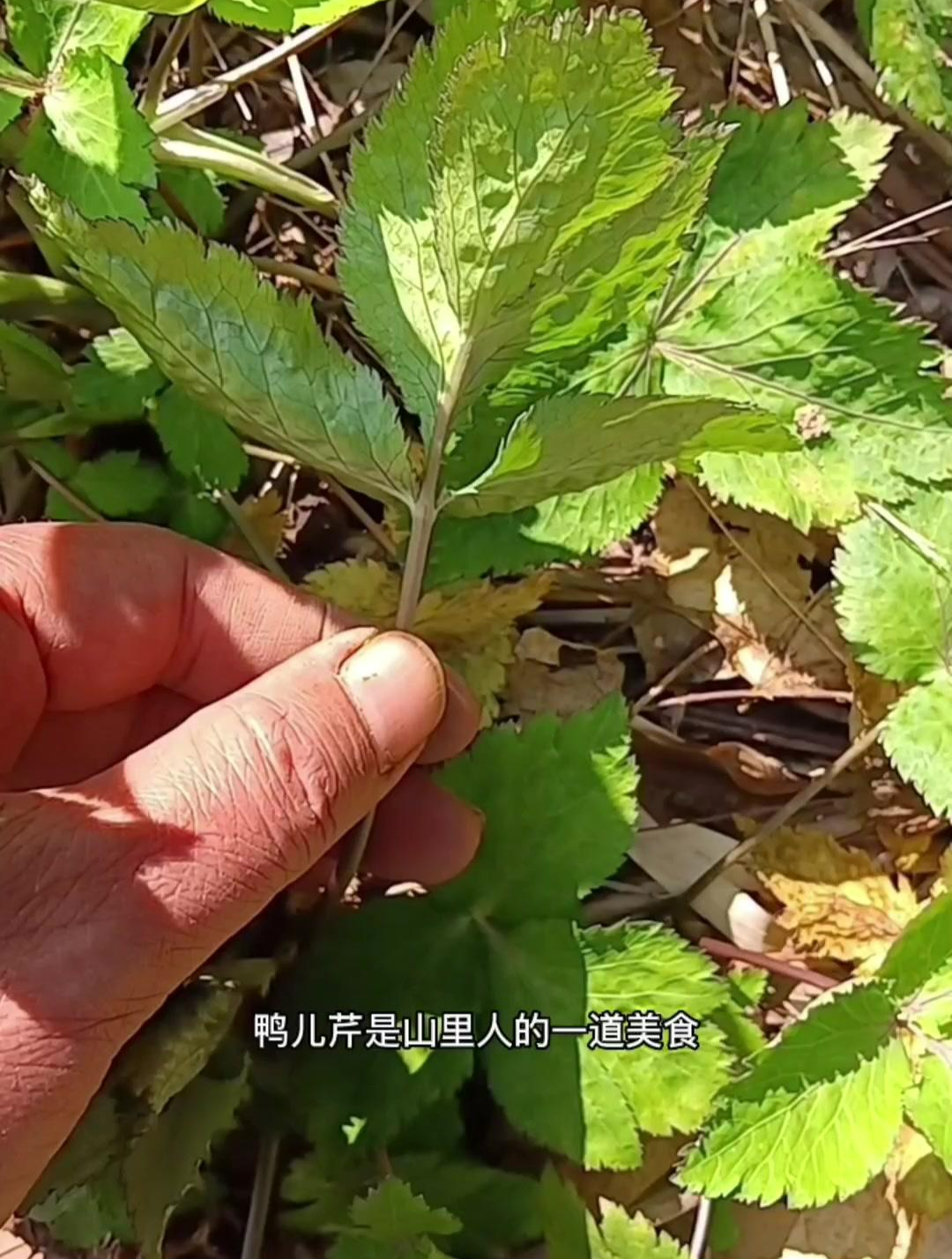 鸭儿芹既是美食也可药用