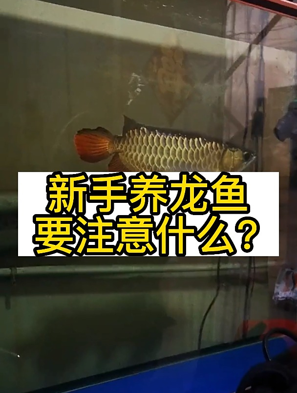 新手养龙鱼注意事项来了,快学起来