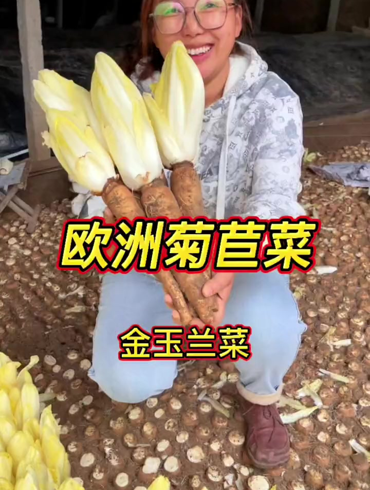 金玉兰菜根培育好了,您回家直接种