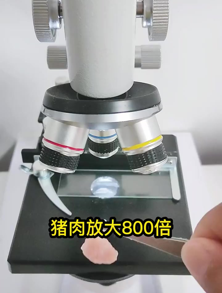 猪肉放大800倍,你就知道吃猪肉的好处了