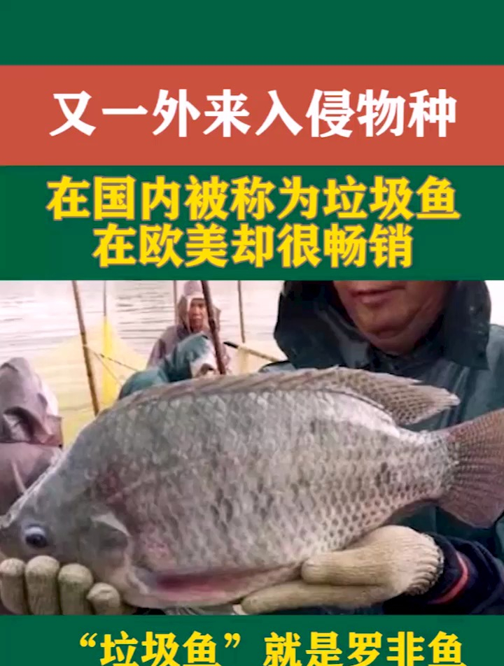 又一外来入侵物种!在国内被称为“垃圾鱼”,在欧美却很畅销!