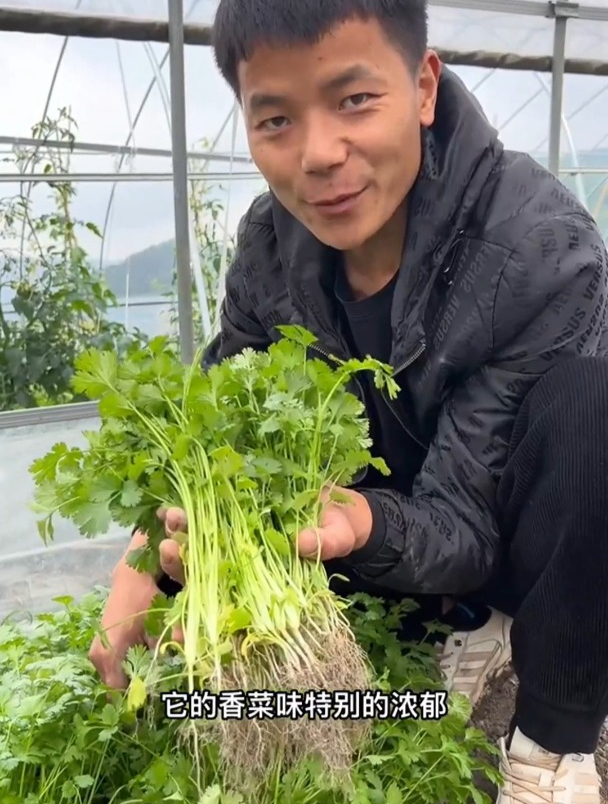 为什么你种的香菜不发芽?第一步就错了,这是影响出芽的关键!