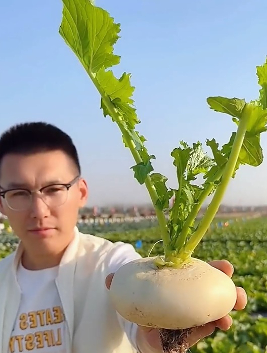 白玉盘菜脆糯香甜,一个盘菜比脸还大,根茎能吃,叶子也能吃!