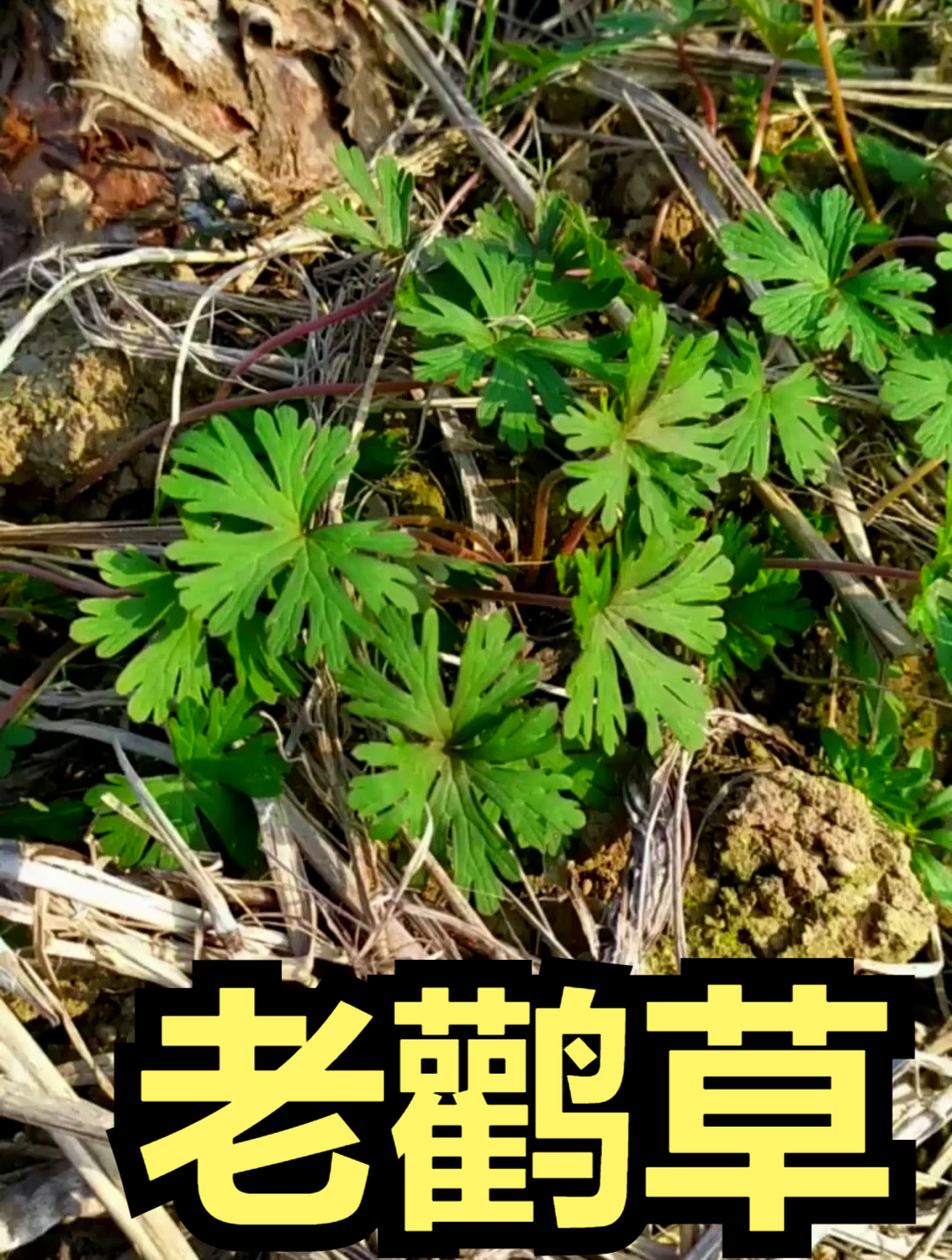 植物科普:老鹳草用来泡酒,有很好的祛风利湿和通经活络的功效