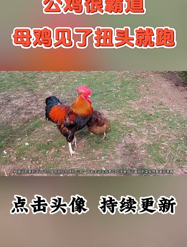 公鸡很霸道,母鸡一见到它过来就都跑了,嫌弃的态度表现得很明显