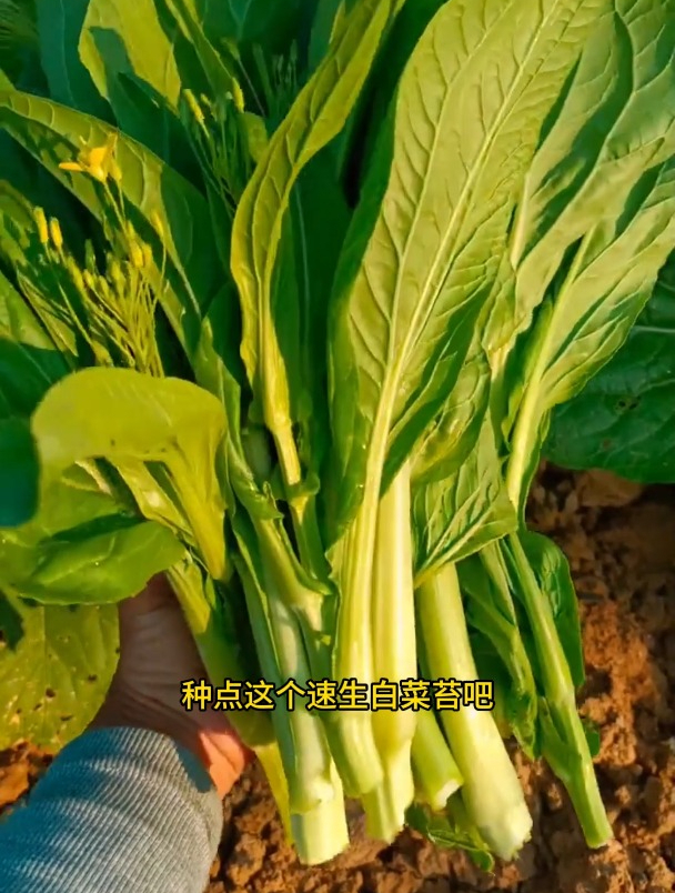 南方人称“菜心”,口感清脆,营养价值高,全年种植!