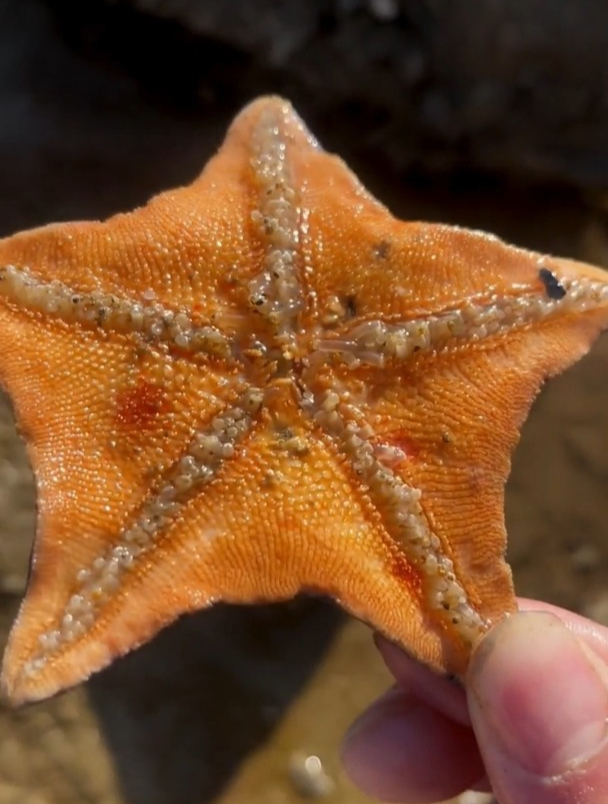 野生八爪鱼的颜色太好看了,暗红色的