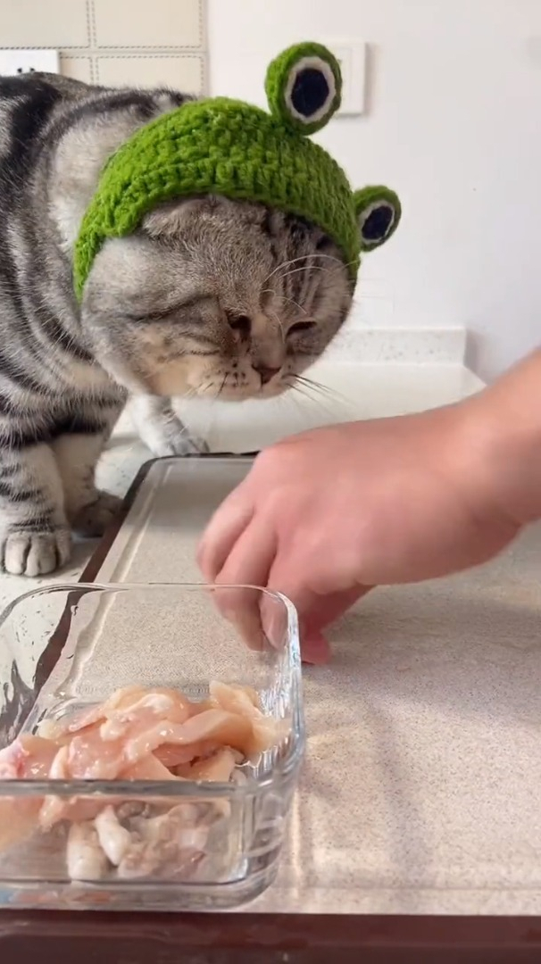 猫咪可以吃生鸡胸肉吗