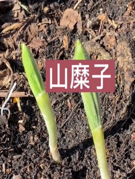 「三农户外」山糜子~