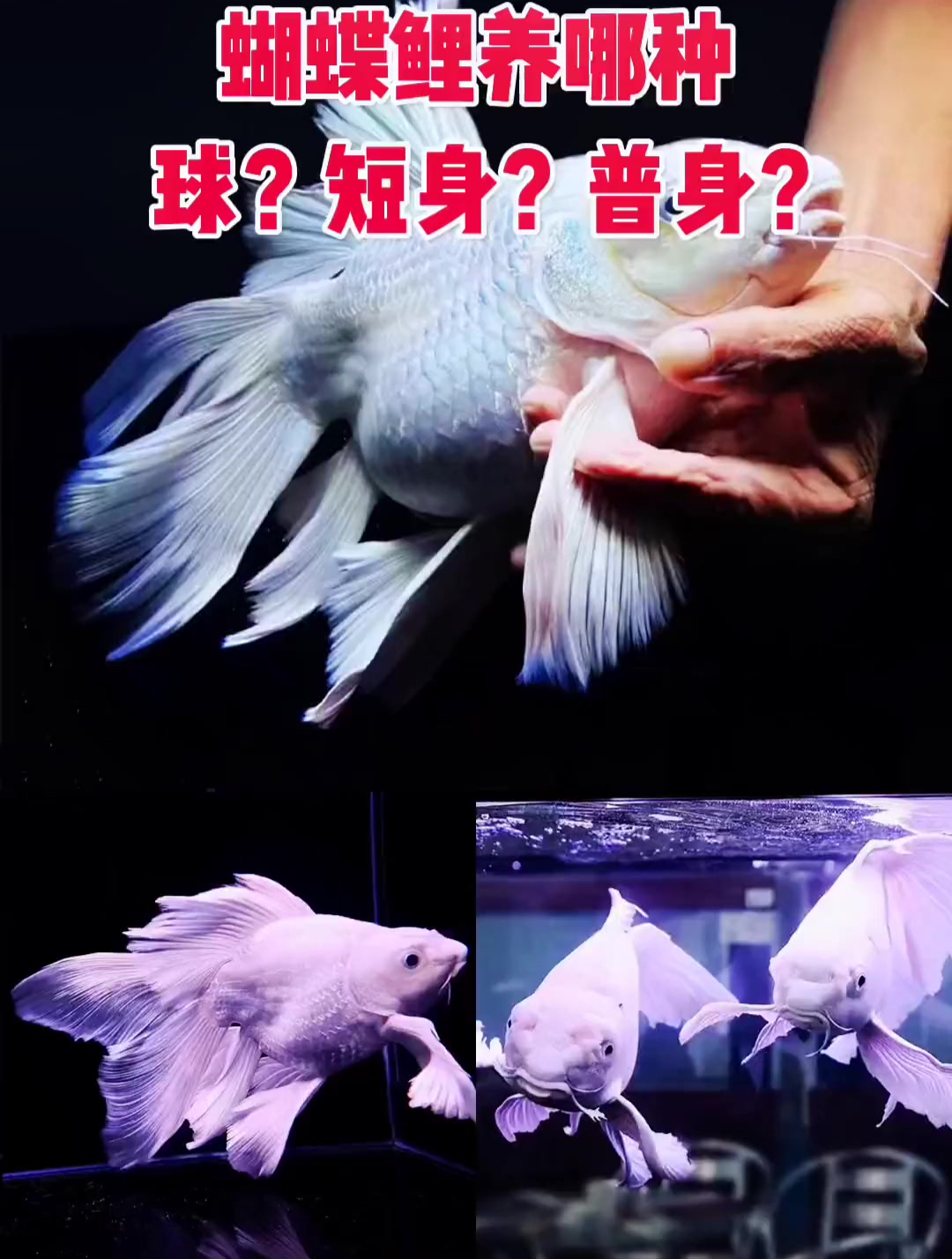 蝴蝶鲤养哪个品种好?球体?短身?还是普身?