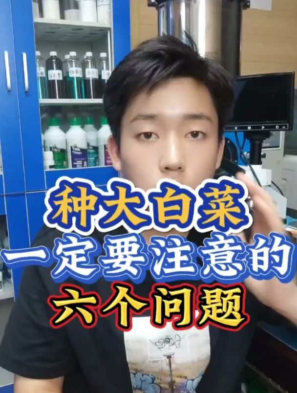 种大白菜一定要注意的六个问题,解决白菜一系列病害、虫害问题