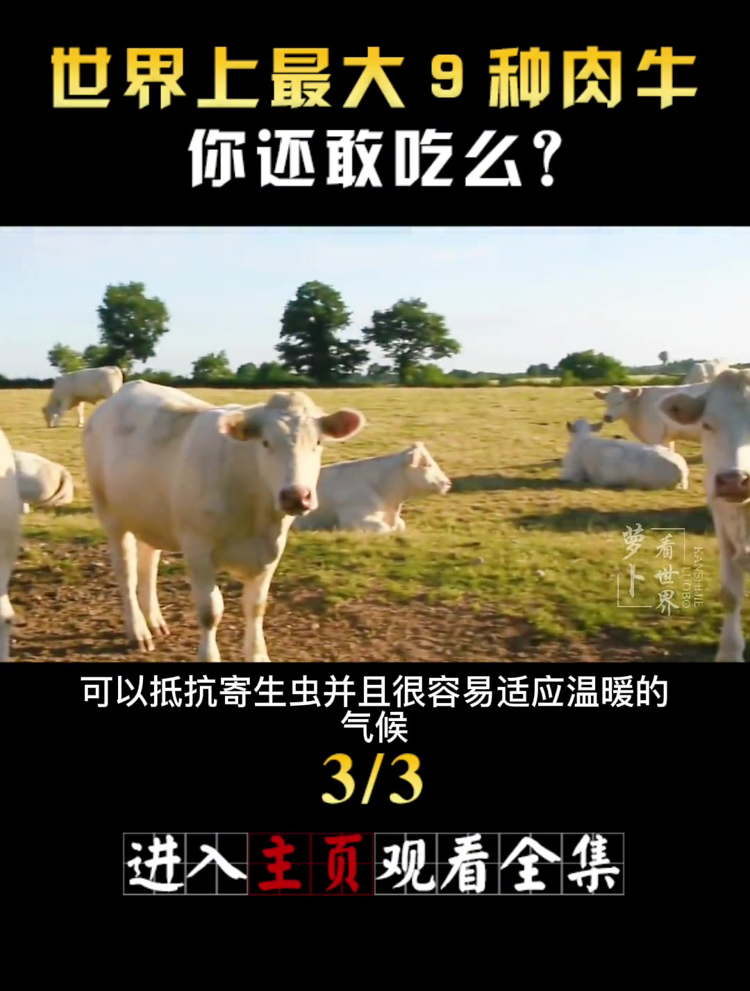 世界上最大的9种肉牛,看完后你还有勇气吃牛肉吗(3)