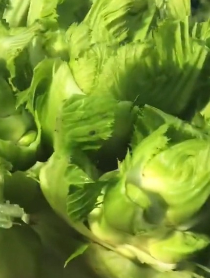 四川儿菜又叫超生菜,一年能收多次,非常好吃的当季蔬菜