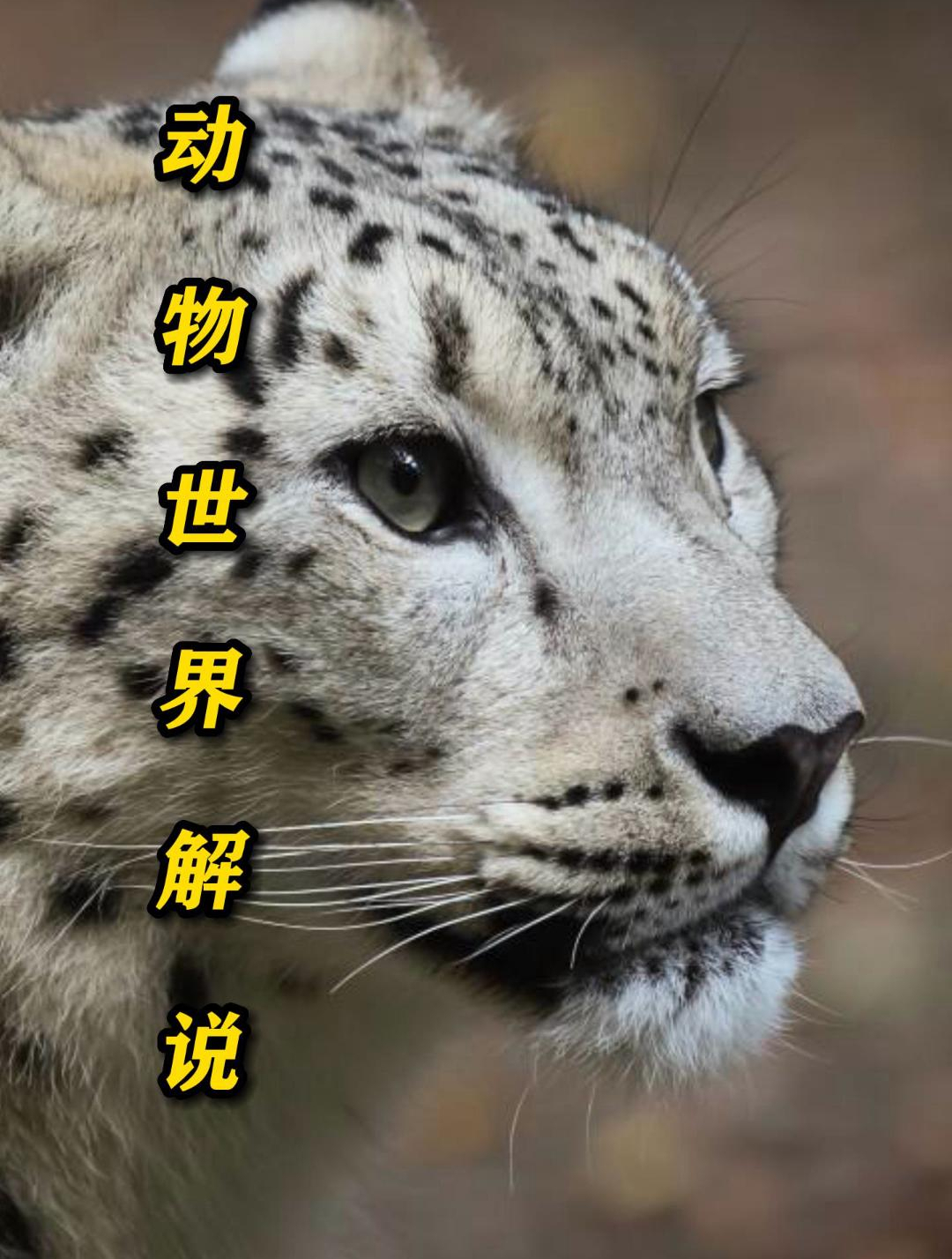 危险的动物!鳄鱼攻击并吃掉动物,狮子和人类也是不可避免的