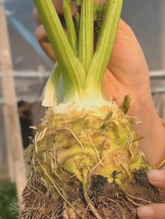 菠萝大小的地中海根芹被称为芹菜中的鲍鱼,口感好还能常年采收!