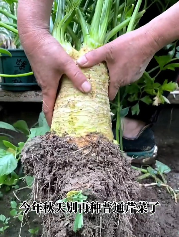 新品种芹菜,长着大大的球茎,营养价值高,种一颗能吃三年!