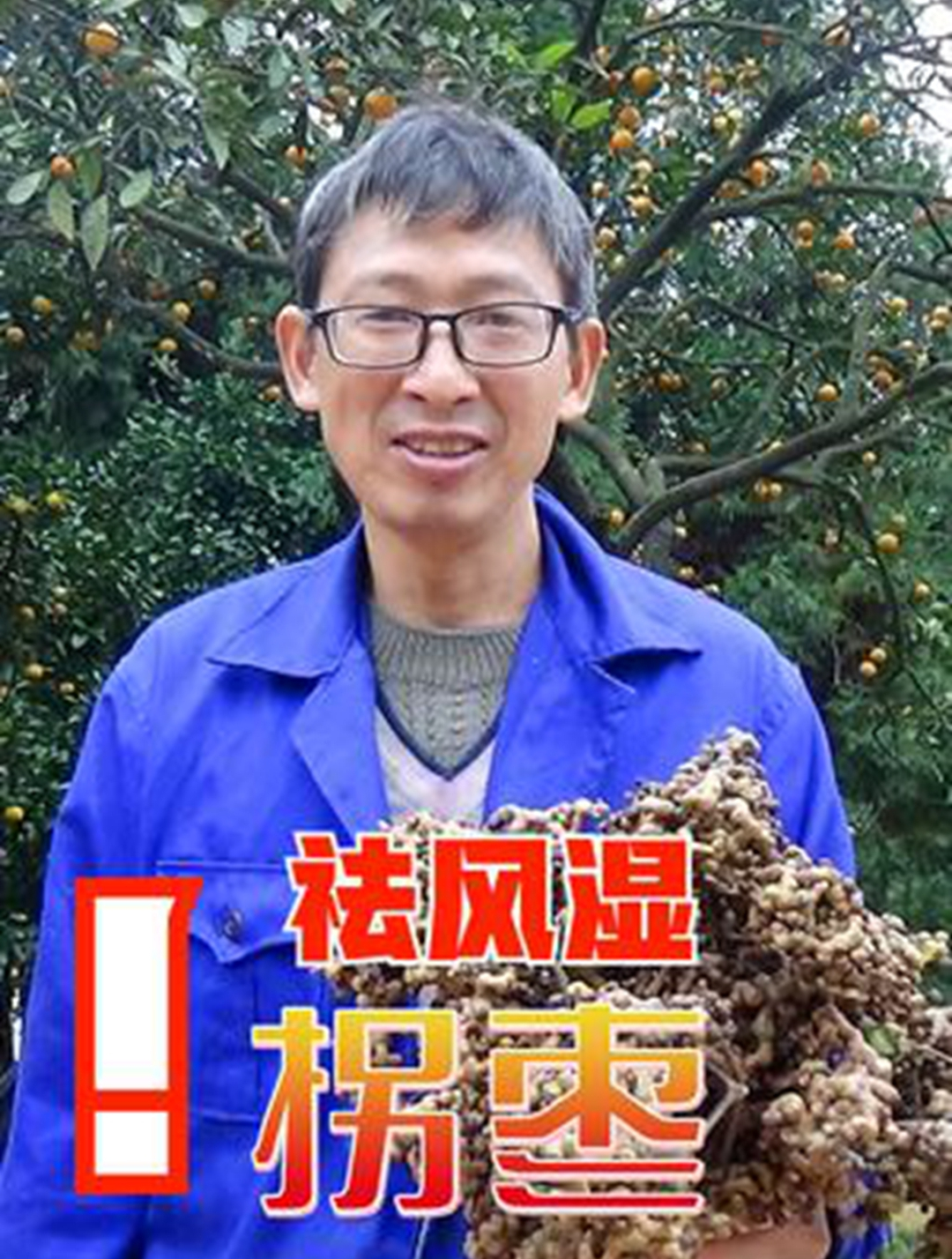 打理麻竹,用甜甜的拐枣炖排骨再泡一瓶祛风湿拐枣酒