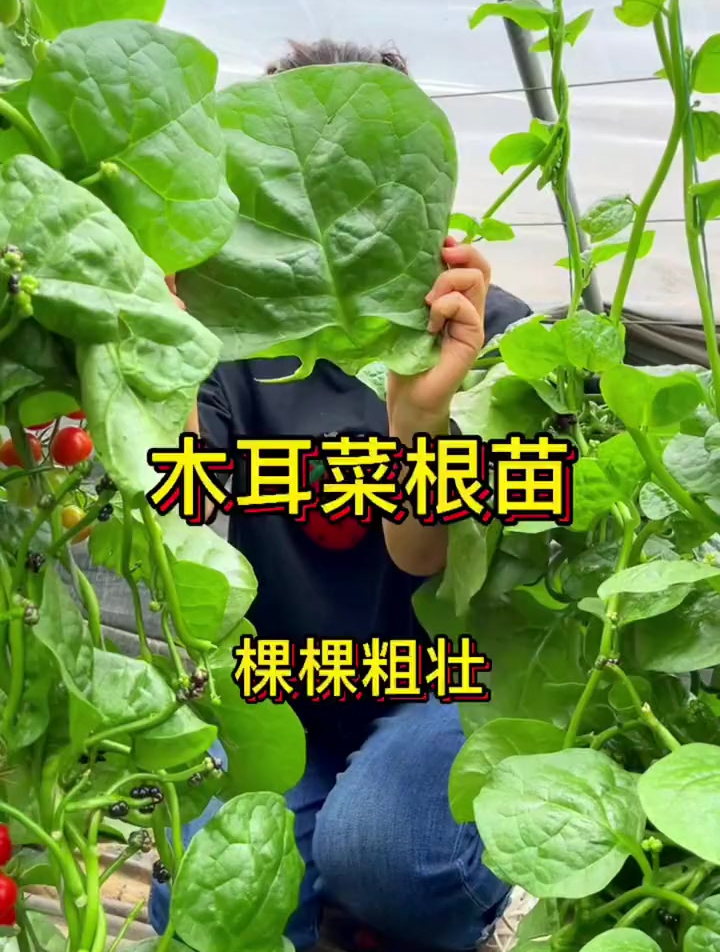 木耳菜种植简单好管理,叶片肥厚口感佳